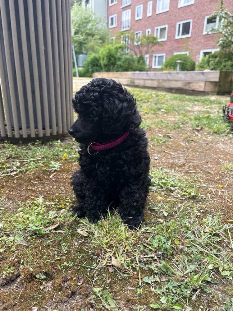 Hundetreffen-Welpentreff/Spieldate-Profilbild