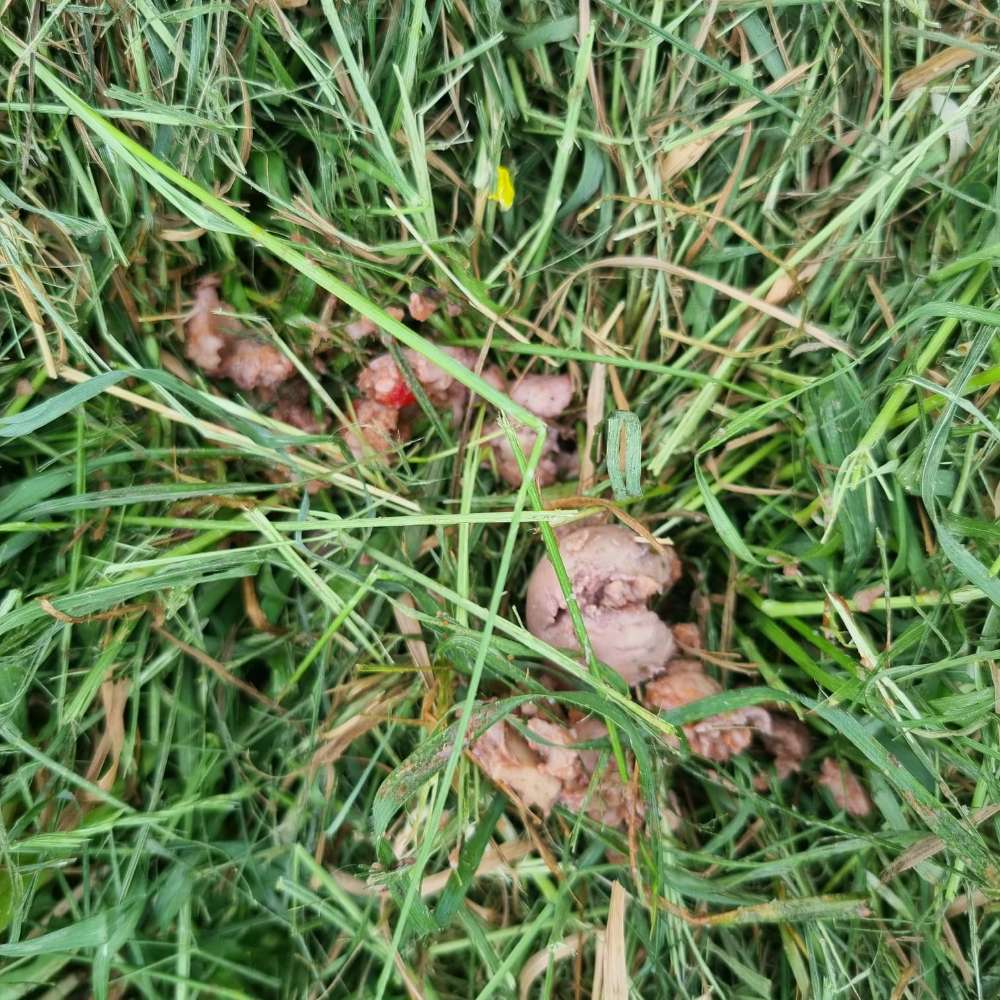 Giftköder-Giftköder-Profilbild