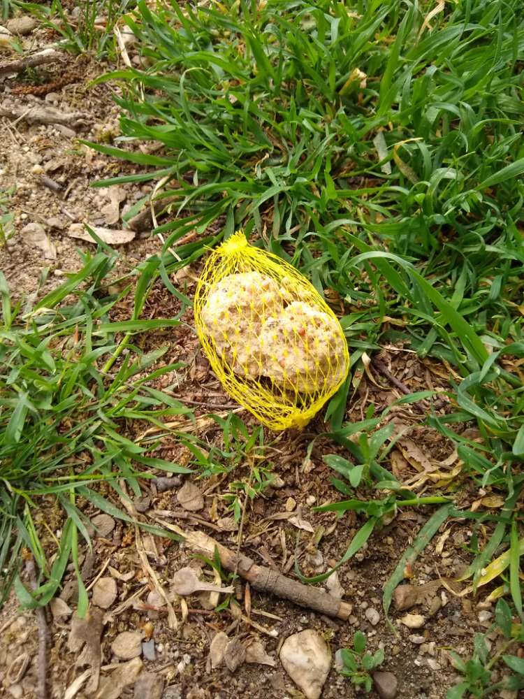 Giftköder-Vogelfutter oder Giftköder?-Profilbild