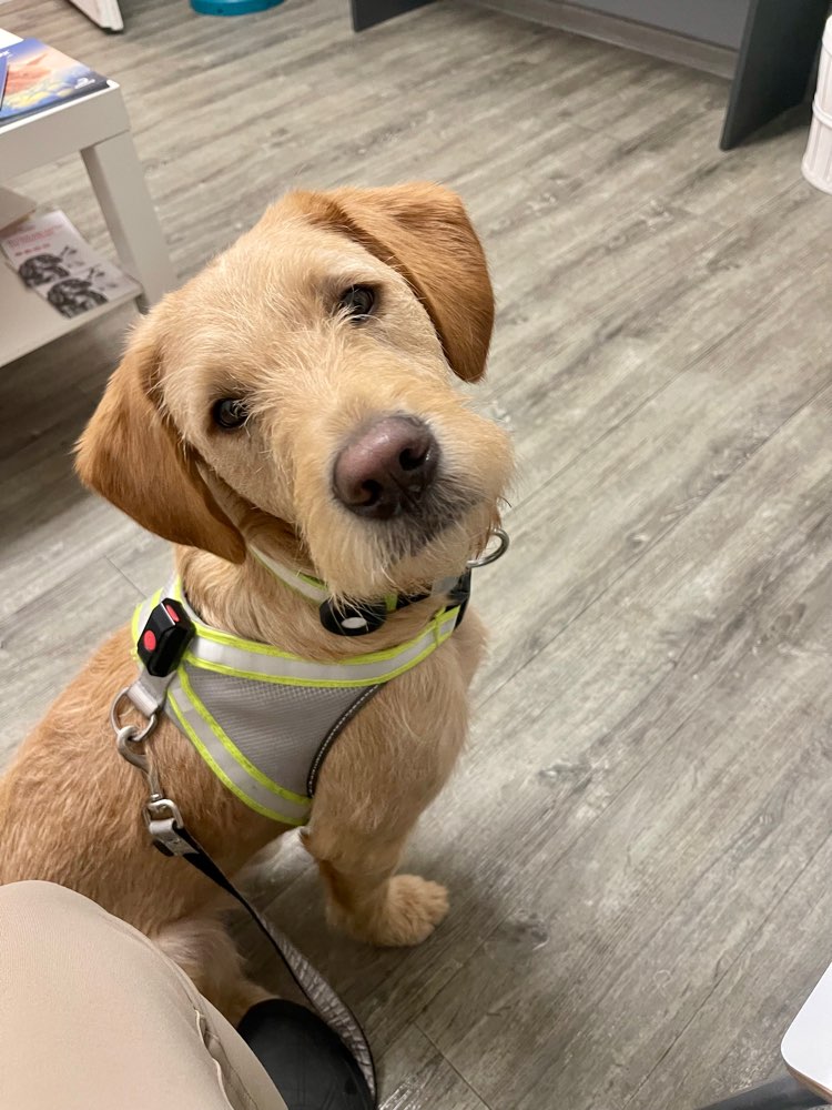 Hundetreffen-Spielen und Gassi gehen in Bloherfelde-Profilbild