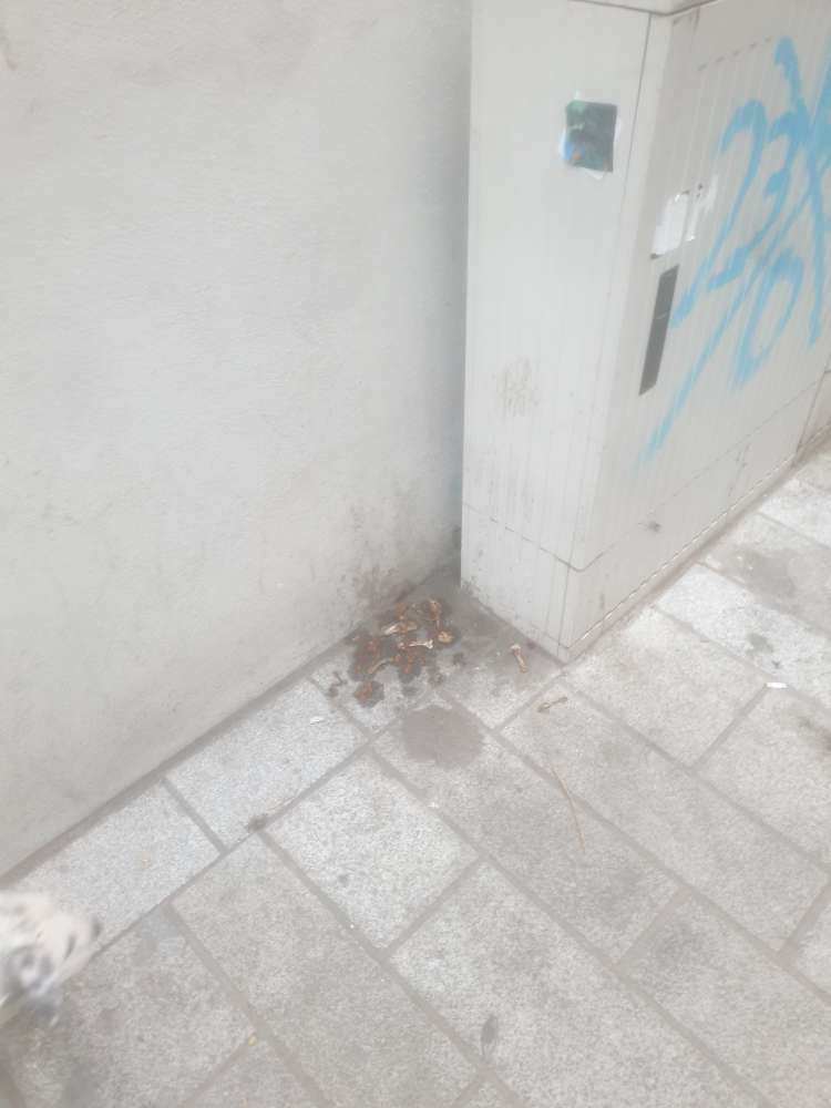 Giftköder-Achtung Knochen-Profilbild