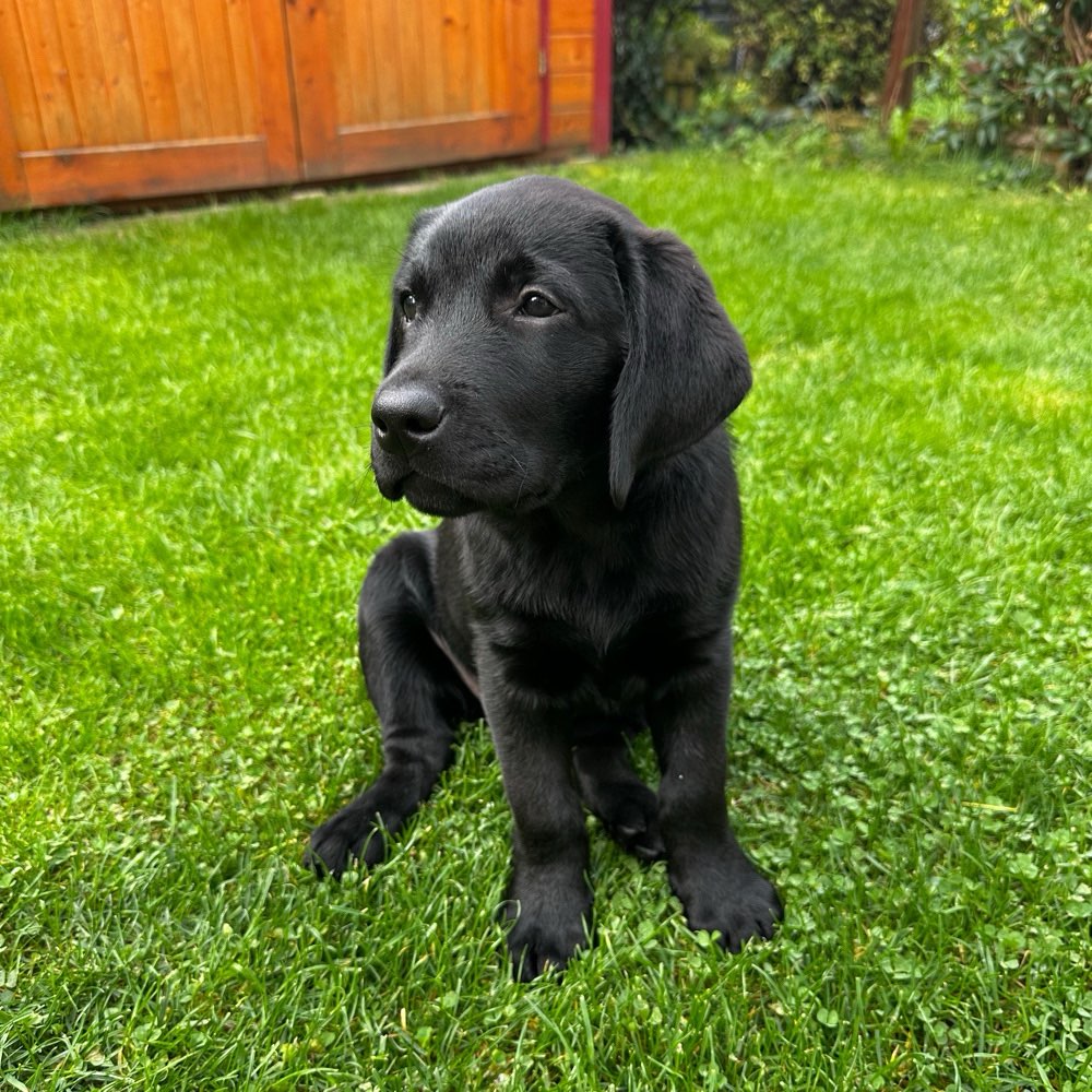 Hundetreffen-Treffen, Spielen, Austauschen-Profilbild