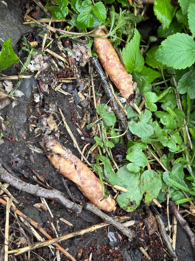 Giftköder-Würstchen evtl Giftköder an der Lumda-Profilbild