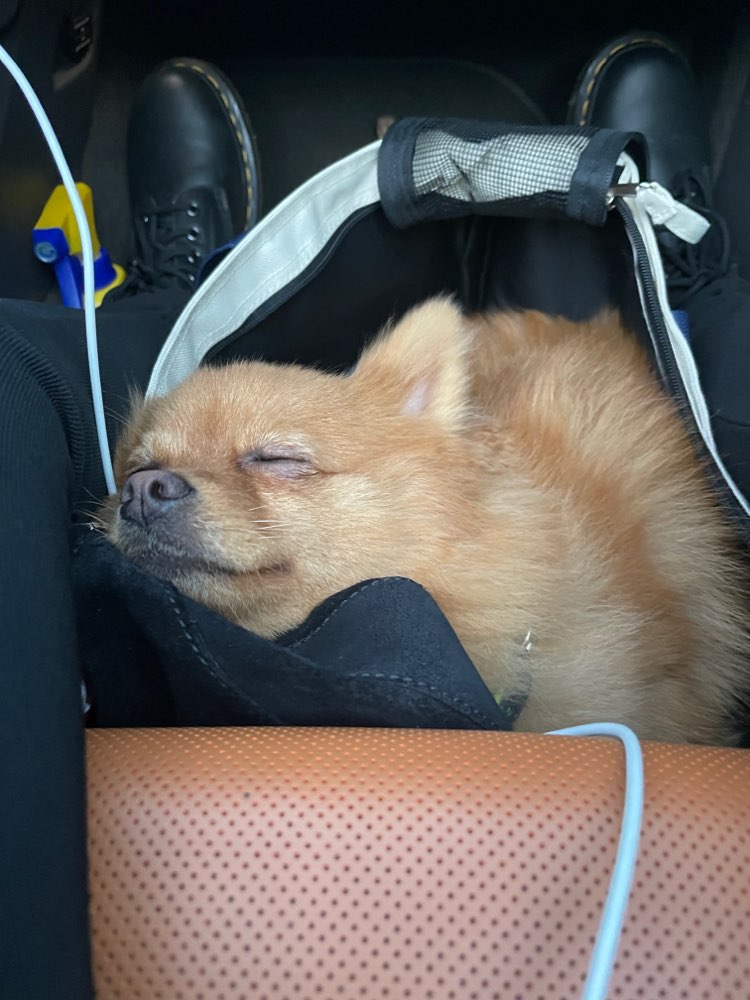 Hundetreffen-Wir suchen einen Spazier Partner 🦊-Profilbild