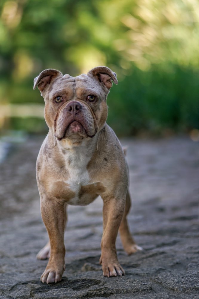 Hundetreffen-Social Walk-Profilbild