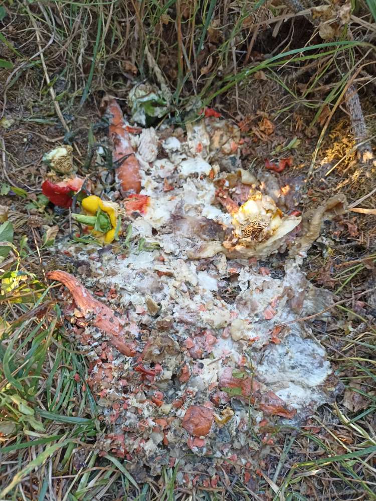 Giftköder-verdorbenes Fleisch-Profilbild