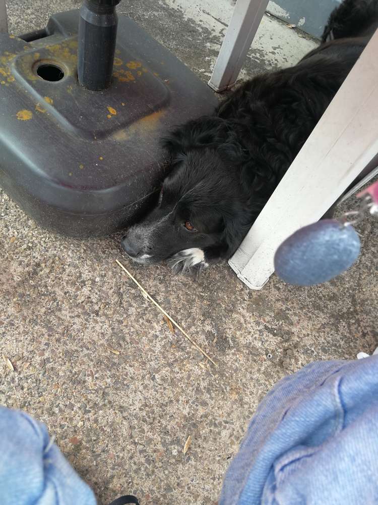 Hundetreffen-Luna soll Kontakt zu anderen Hunde finden um Angst zu verlieren-Profilbild