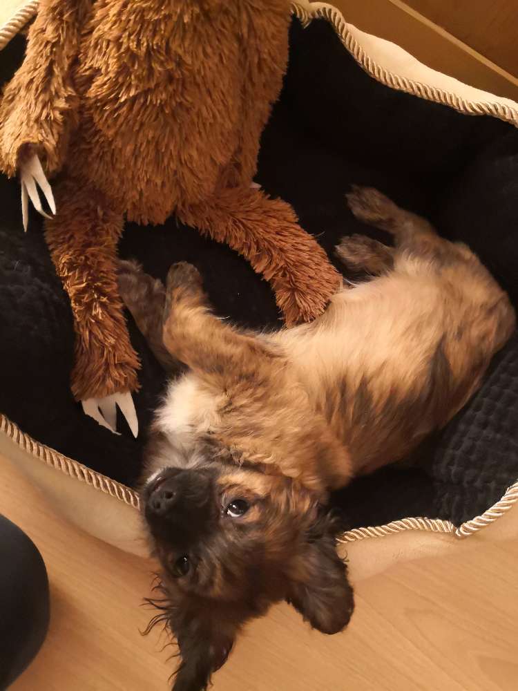 Hundetreffen-Welpentreffen in Sellerhausen-Profilbild