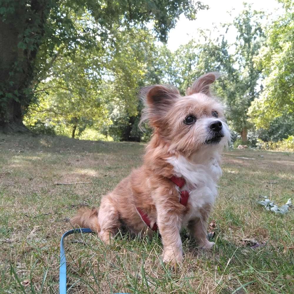 Hundetreffen-Treffen im Schillerpark-Profilbild