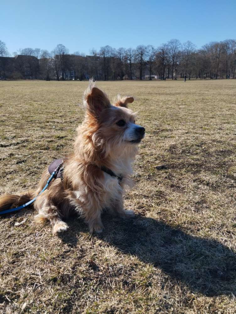 Hundetreffen-Altersgassi und Hundekontakt-Profilbild