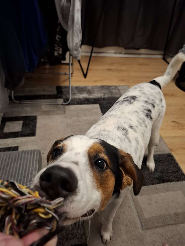 Hundetreffen-Spielrunde zum austoben-Profilbild