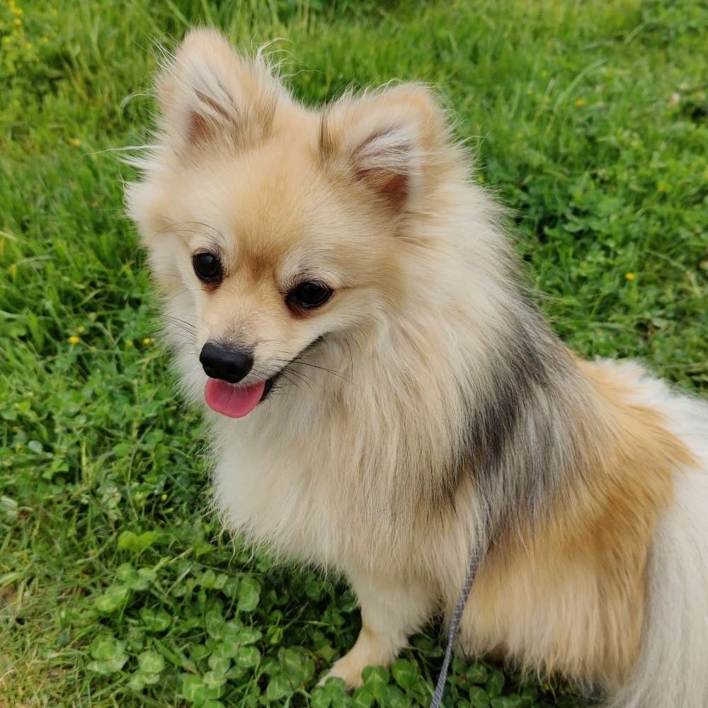 Hundetreffen-Spiel.- & Gassi Freunde gesucht-Profilbild