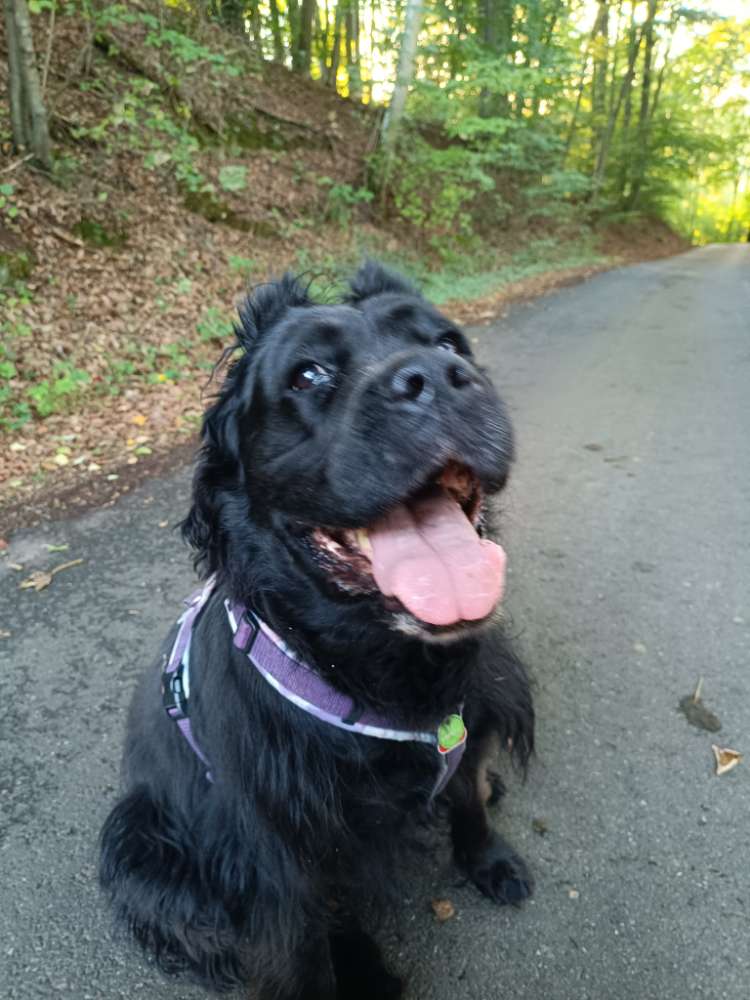 Hundetreffen-Playdate-Profilbild