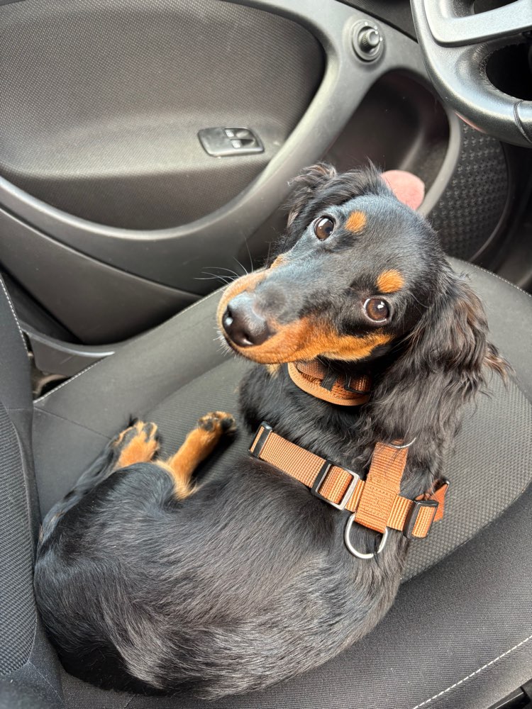 Hundetreffen-Welpe/Junghundtreffen-Profilbild