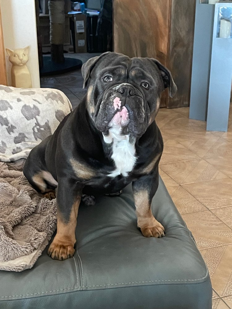 Hundetreffen-Spazieren-Profilbild