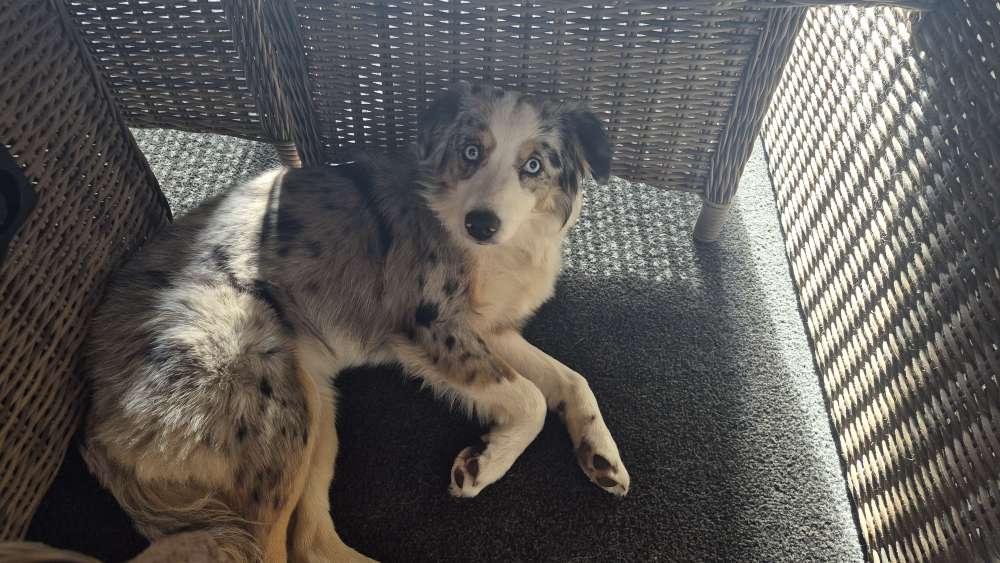 Hundetreffen-Treffen /Spielen / Gassi gehen/-Profilbild