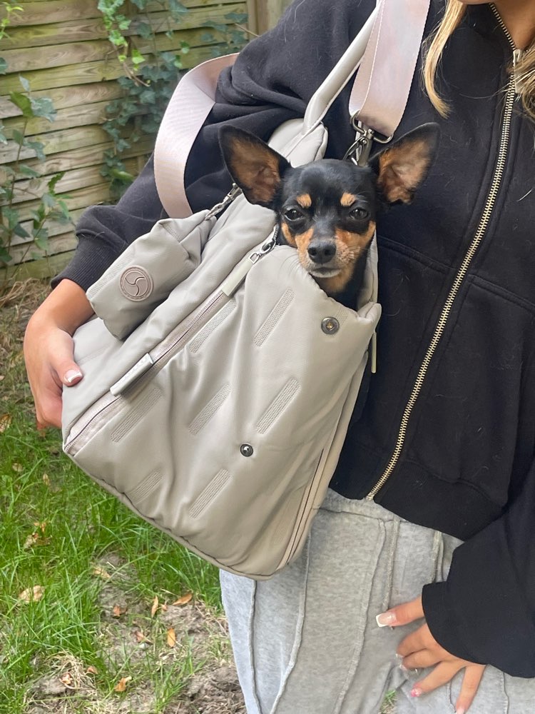Hundetreffen-Gassi- & Spieltreffen für Minihund-Profilbild