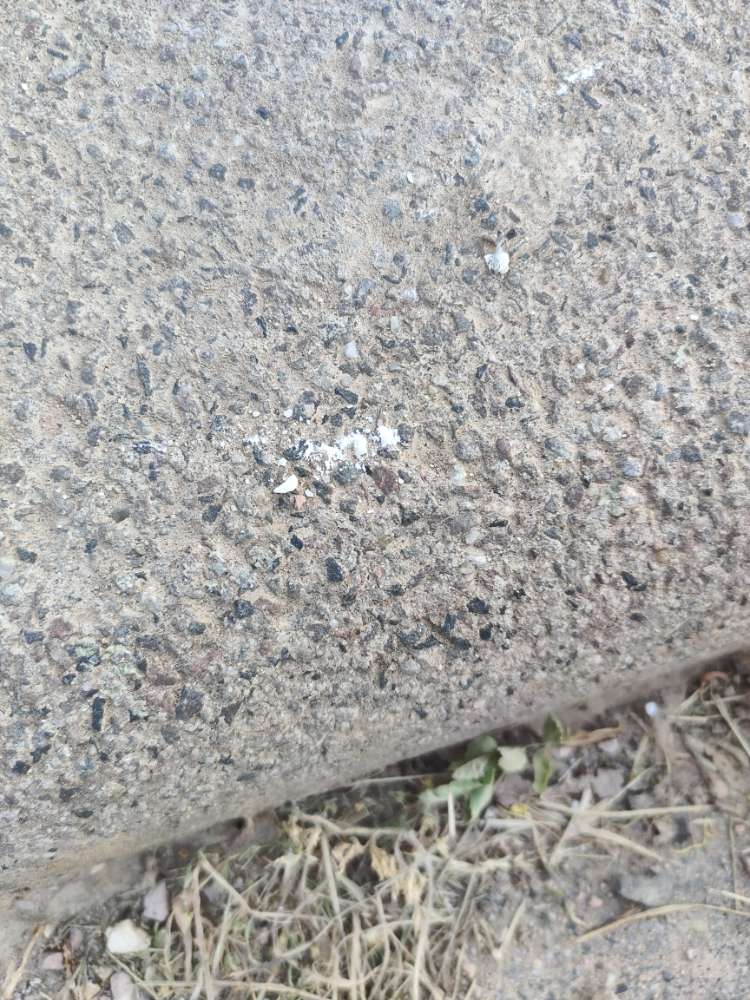 Giftköder-Achtung weisse Kügelchen-Profilbild