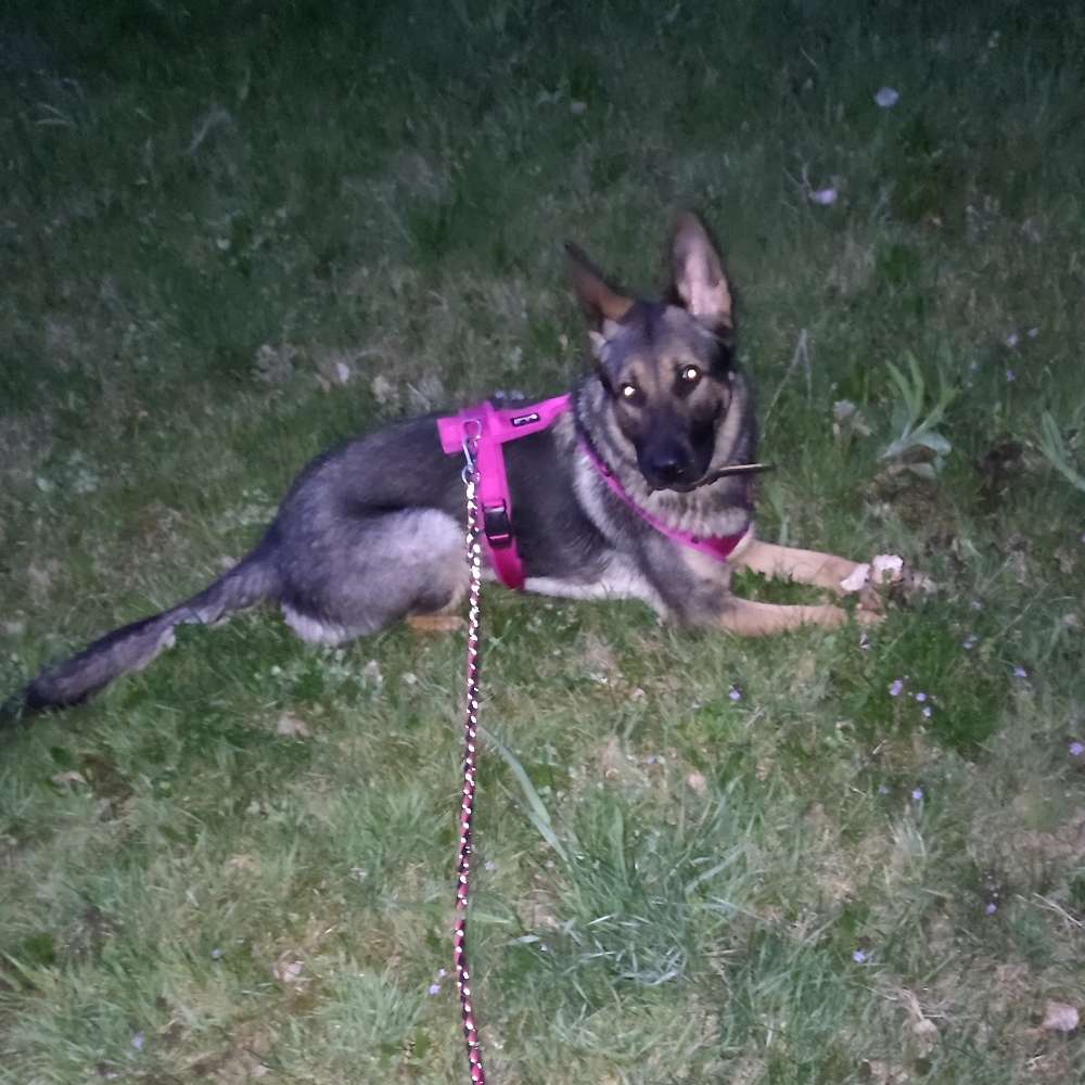 Hundetreffen-Aufgedrehter , Durchgeknallter Rüpel sucht-Profilbild