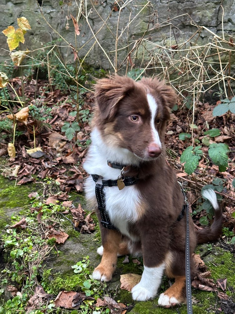 Hundetreffen-Spielpartner gesucht 🐶-Profilbild