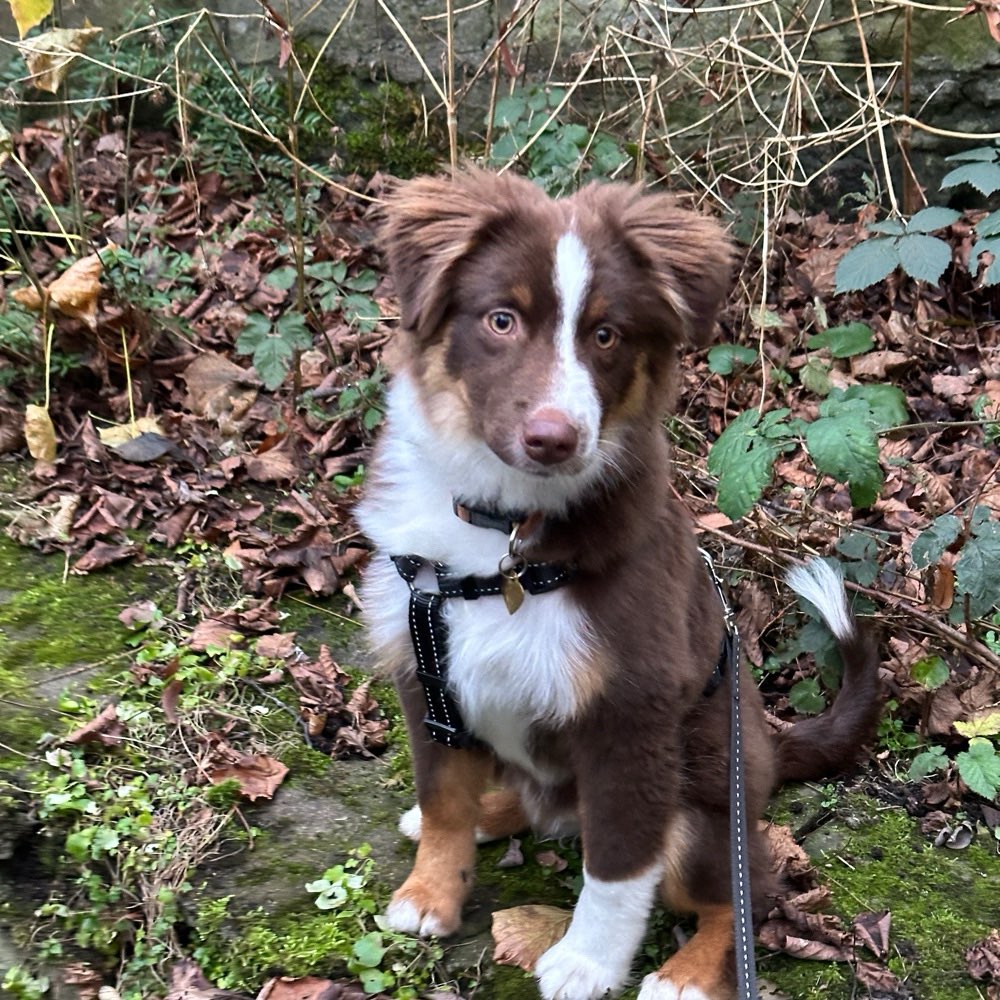 Hundetreffen-Spiel- und Trainingspartner-Profilbild