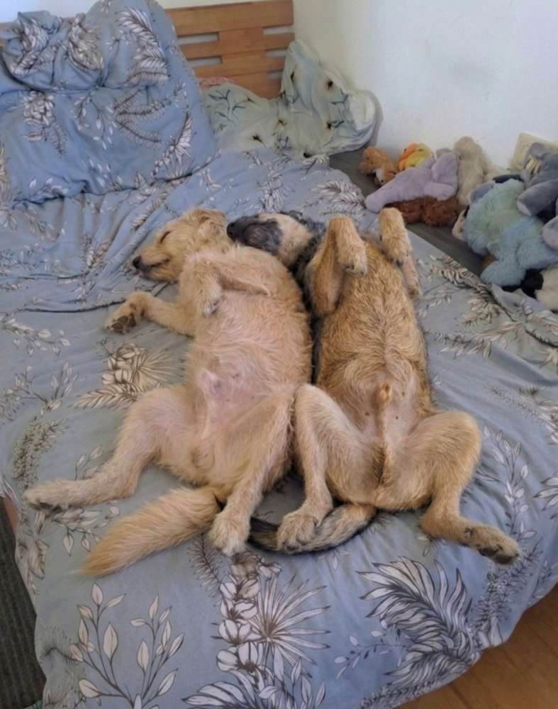 Schlafposition 💤😍🐾❤️ Banner