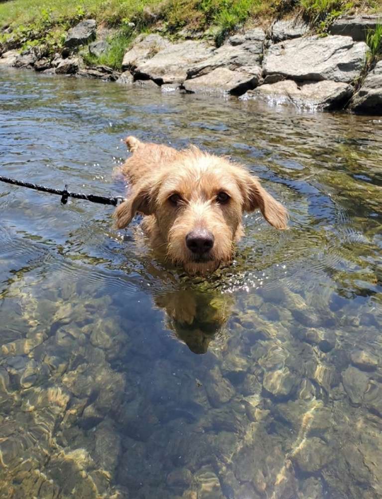 Im Fluss/See 🐳🤽‍♀️🐾🐕 Banner