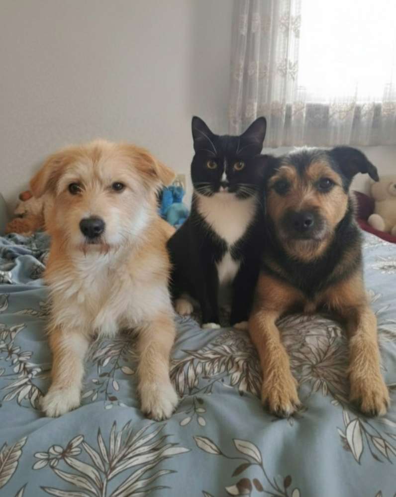 Hunde Freundschaften mit anderen Tieren 🐕🐈🐓🐾❤️ Banner