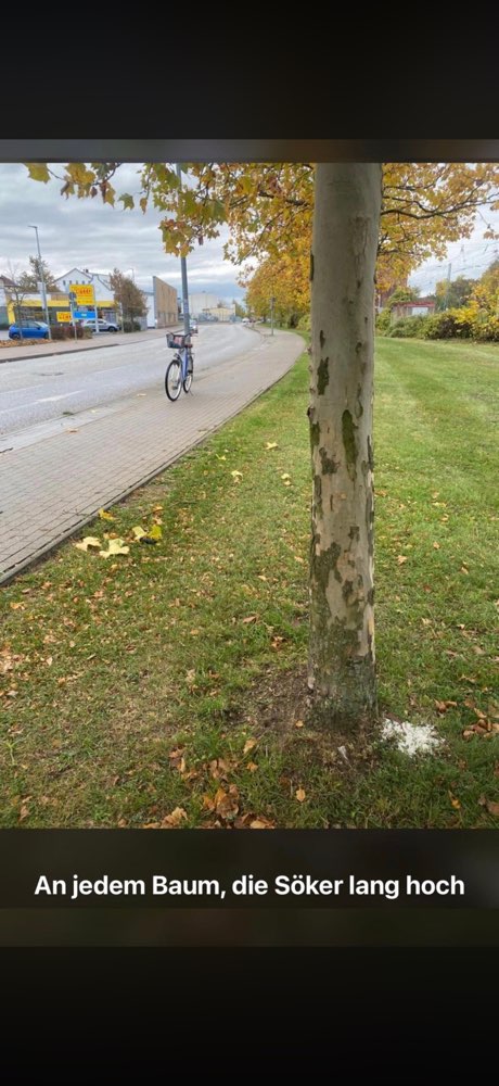 Giftköder-Giftköder-Profilbild