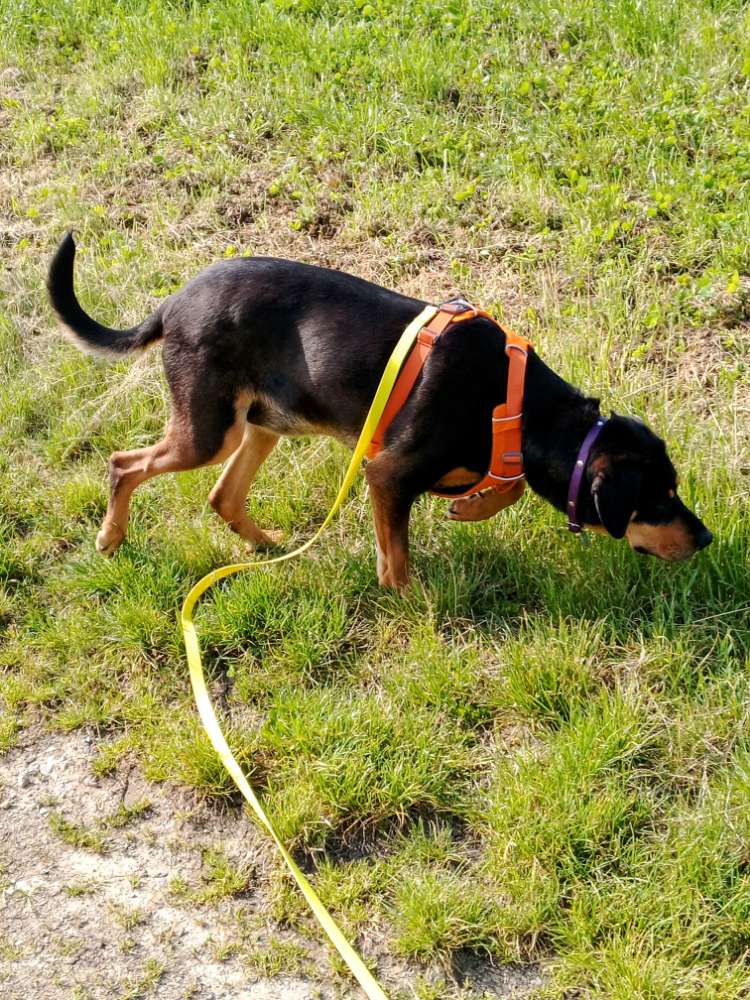 Hundetreffen-Fährte - keine Prüfungsvorbereitung-Profilbild