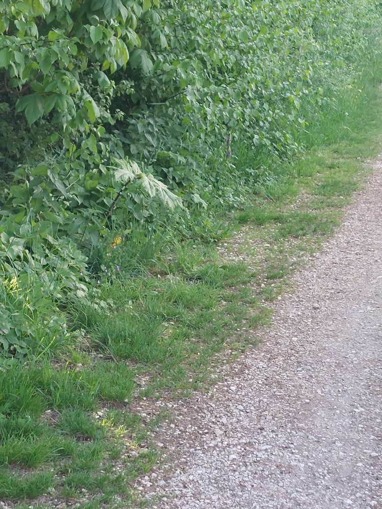 Giftköder-Bärenklau direkt am Wegrand Kläranlage-Profilbild