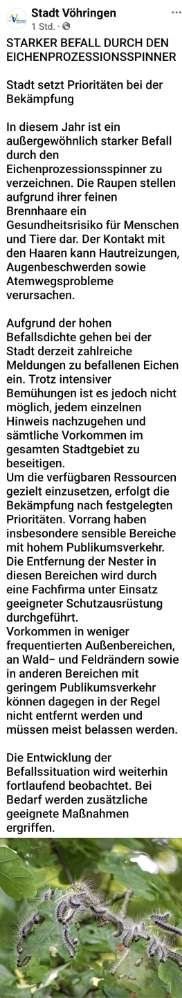 Giftköder-Eichenprozessionsspinner-Profilbild