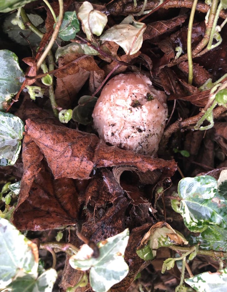 Giftköder-Fleischwurststücke im Beet-Profilbild