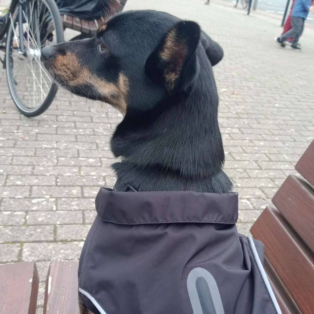 Hundetreffen-Treffen für Angstnasen-Profilbild