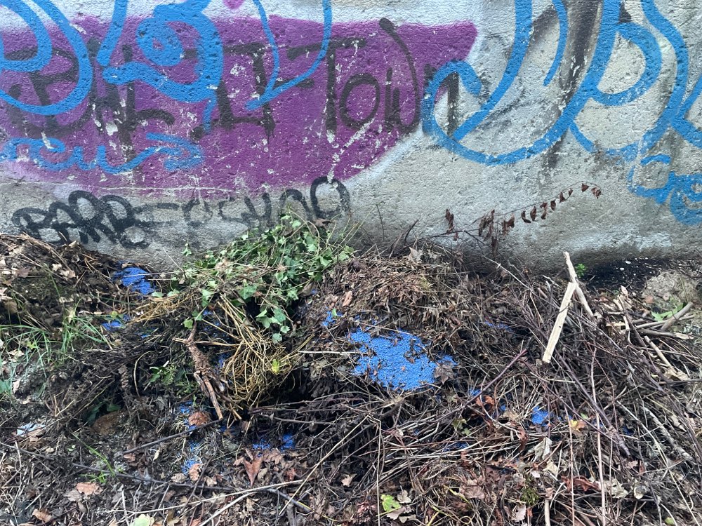 Giftköder-Möglicherweise Blaukorn-Profilbild