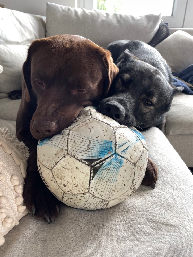 Hundetreffen-Spaziergänge in Emmerich/Hamminkeln/Wesel-Profilbild