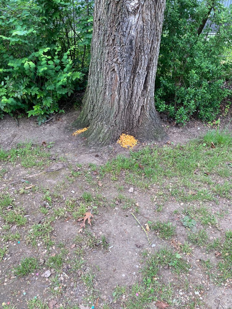 Giftköder-Verdacht auf Gift Köder-Profilbild