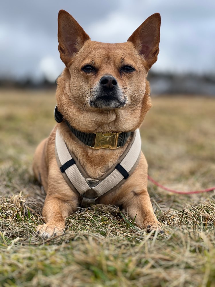 Hundetreffen-Leinenrunde-Profilbild