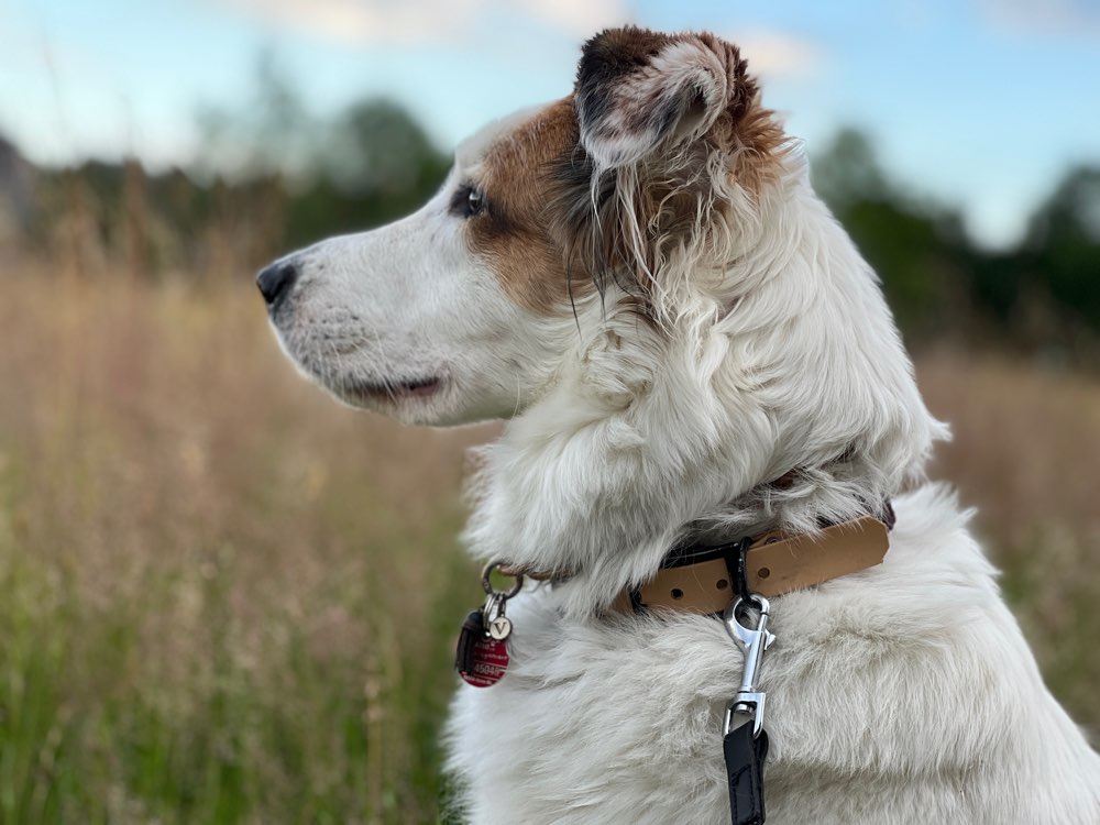 Hundetreffen-Sozial Walk/Leinenrunde-Profilbild