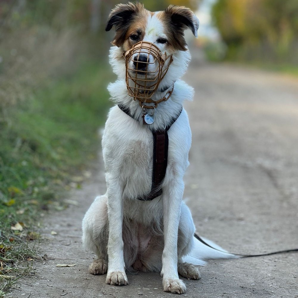 Hundetreffen-Soziale Kontakte für Vegas-Profilbild