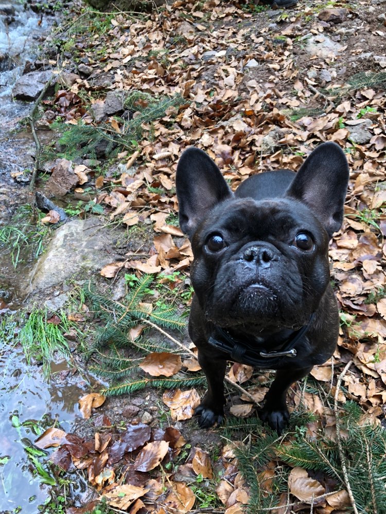 Hundetreffen-Bully- Spielkamerad gesucht-Profilbild