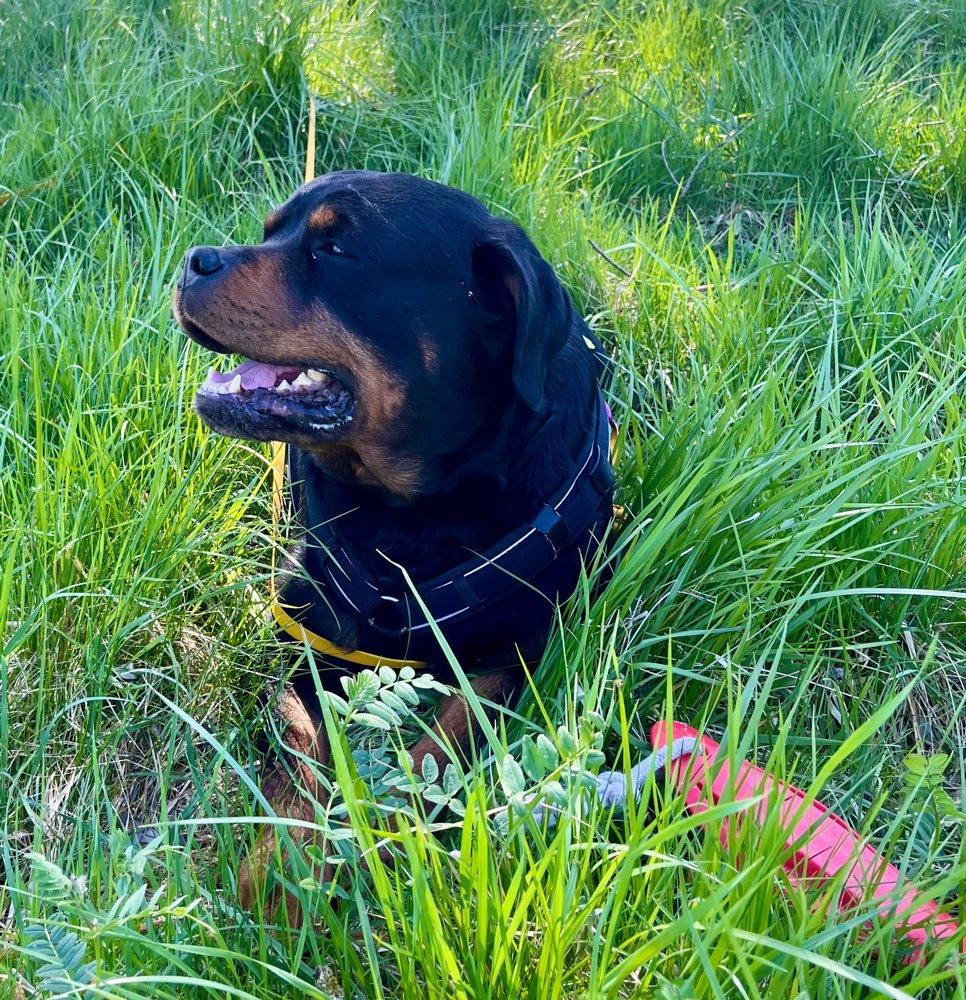 Hundetreffen-Suchen  für unseren Rotti nette Mädels zum Spielen-Profilbild