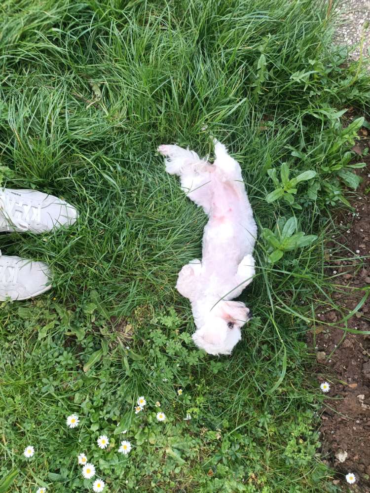 Hundetreffen-Malteser, 2 Jahre verspielt, weiblich-Profilbild