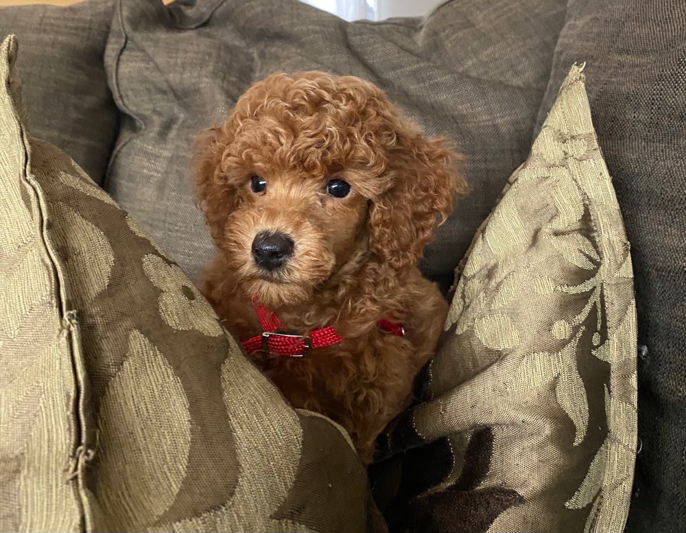 Hundetreffen-Welpe sucht Spielkameraden-Profilbild