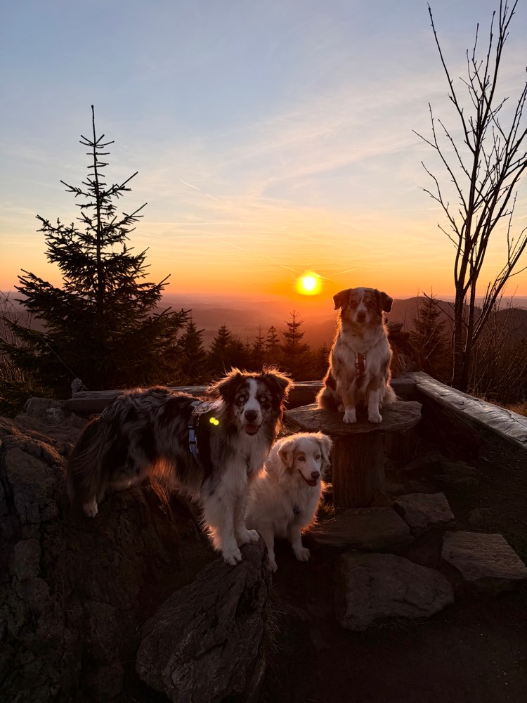 Hundetreffen-Wander-Buddies gesucht-Profilbild