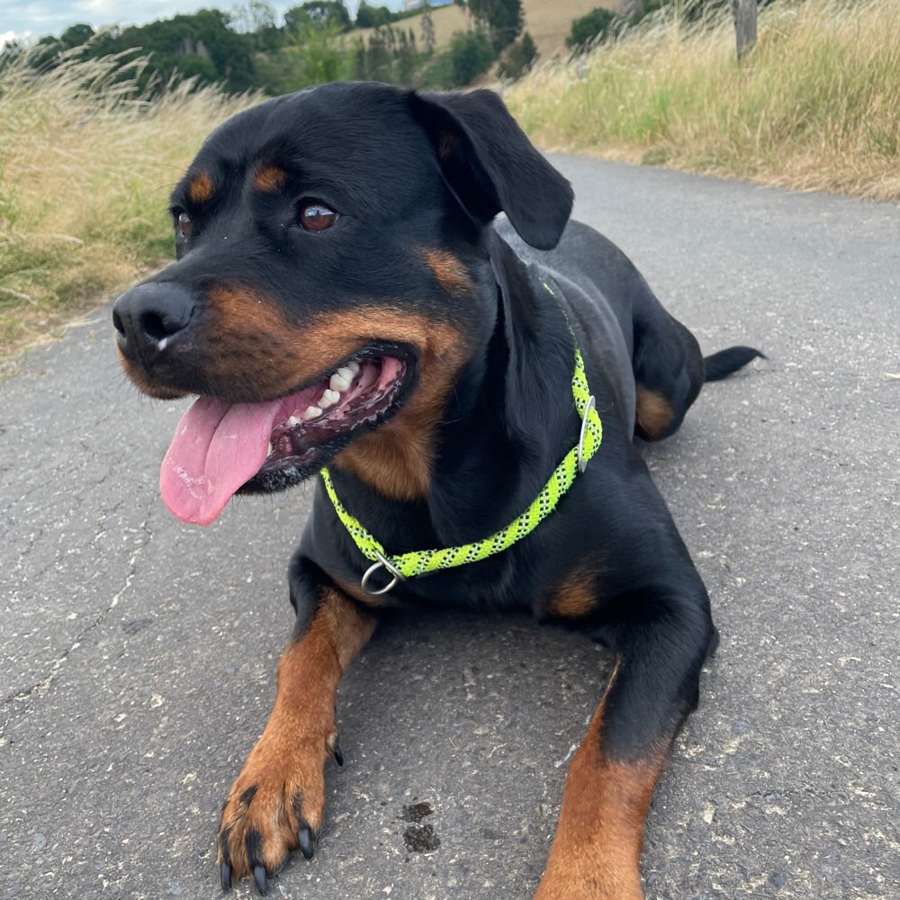 Hundetreffen-Gassi Runde Buchholz-Profilbild