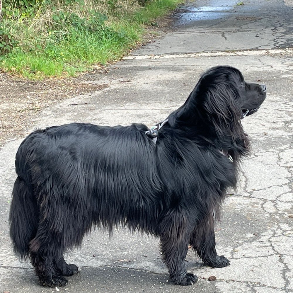 Hundetreffen-Große und/oder mittelgroße Hunde gesucht-Profilbild