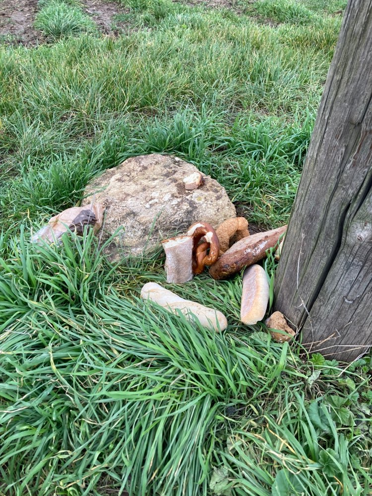 Giftköder-Brotstücke-Profilbild