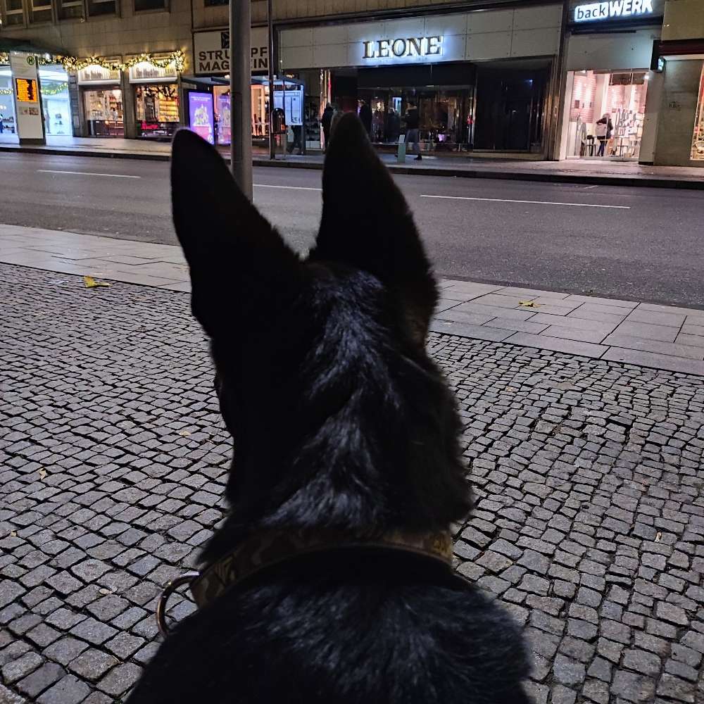 Hundetreffen-Welpen treffen-Profilbild