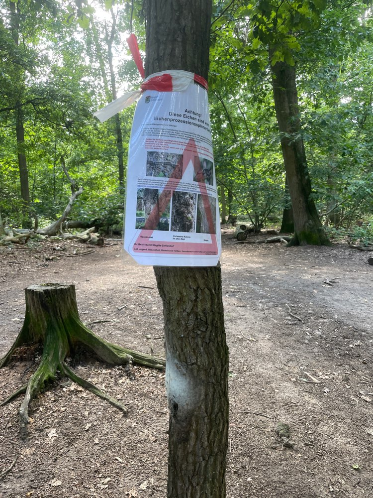 Giftköder-Eichenprozessionsspinner mehrere Eichen-Profilbild